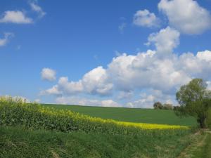 a green field with a tree and a field of yellow flowers at Haus Presse in Walkenried
