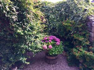 貝爾福德的住宿－The Cottage，花园里花盆,花紫色
