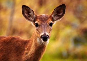 Tiere im Bed & Breakfast oder in der Nähe