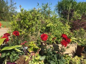 Um jardim no exterior de Tobernaglough Wexford pet friendly country b&b