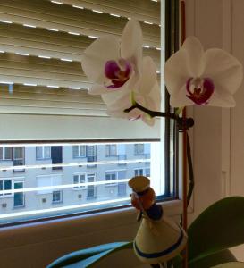 un vase de fleurs d'orchidées blanches dans une fenêtre dans l'établissement Atlantis apartman, à Budapest