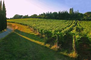 Zahrada ubytování La Striscia Wine Resort