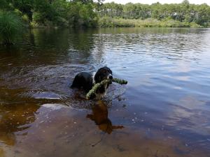 a dog in the water with a stick in its mouth at Blue Ocean in Moliets-et-Maa
