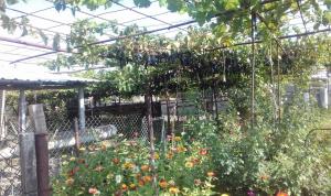 Giardino di wine valley