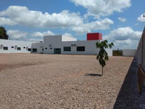 a small tree in front of a building at Planalto Palace Hotel in Rurópolis