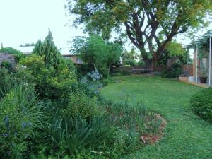 a garden with green grass and plants and a tree at The Big Tree Guest House in Hopetown