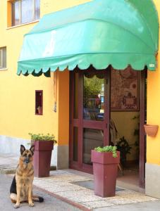 un cane seduto di fronte a un edificio di Hotel Trasimeno a Passignano sul Trasimeno