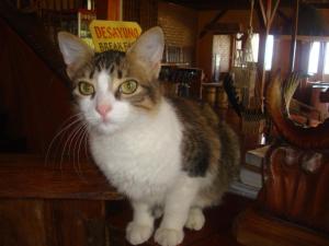 Ospiti di Hotel Nantu Hostería con animali domestici