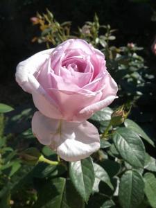 a pink rose is growing in a garden at La casa di "Bella" in Milazzo