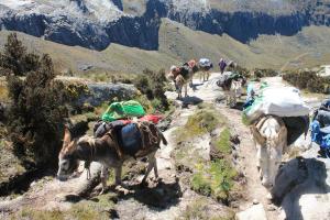 a group of donkeys walking on a mountain trail at casa hostel vacahouse Huaraz in Huaraz