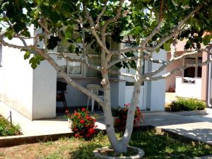 Ein Garten an der Unterkunft Apartments Branko Nin