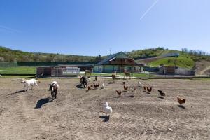 Altri animali domestici presso l'agriturismo o nei dintorni