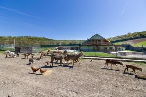 Altri animali domestici presso l'agriturismo o nei dintorni