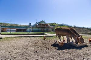 Altri animali domestici presso l'agriturismo o nei dintorni