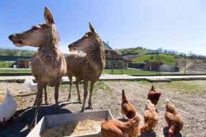 Altri animali domestici presso l'agriturismo o nei dintorni
