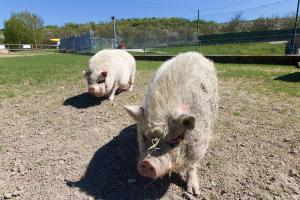 Altri animali domestici presso l'agriturismo o nei dintorni