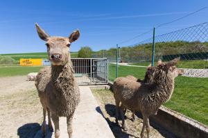 Altri animali domestici presso l'agriturismo o nei dintorni