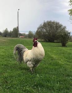 Zvířata v farmy nebo okolí