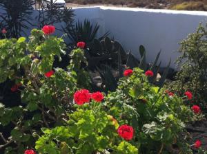 A garden outside Casa Callao