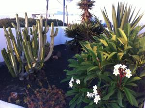 A garden outside Casa Callao
