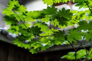 Mynd úr myndasafni af Gion guesthouse YURURI / Vacation STAY 4147 í Kyoto