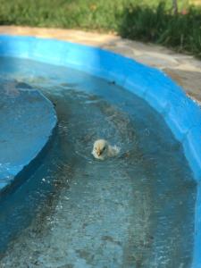 Ein Vogel schwimmt im Wasser in der Unterkunft Sedir Park - Beach Bungalow in Kargıcak