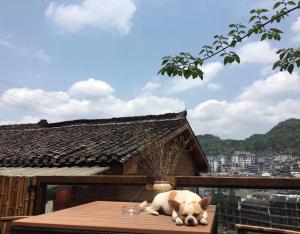 Haiwan peliharaan atau haiwan-haiwan peliharaan yang menginap dengan tetamu di Wang Jiang Reclusive Boutique Inn