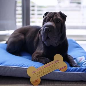 a dog laying on a dog bed with a tape measure at The One Hotel - Designed for Adults - Pet lovers in Riccione