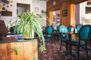a potted plant sitting on a counter in a restaurant at The Victor Hotel in Victor