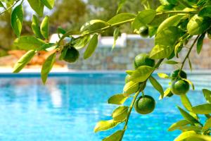a branch of a lemon tree next to a swimming pool at Villa Lucija Bol in Bol