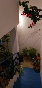 a stairway with potted plants and a blue carpet at Douja Apartment in Nabeul
