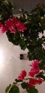 a plant with pink flowers next to a wall at Douja Apartment in Nabeul