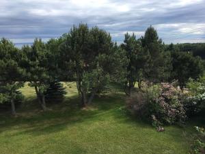 a group of trees in a field with grass at Seaview White House in Stratford