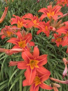 a group of red flowers in a garden at Seaview White House in Stratford