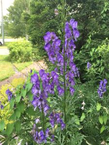 a bunch of purple flowers in a garden at Seaview White House in Stratford