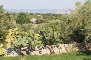 un cactus en un jardín junto a una pared de piedra en Le Due Palme - Il Paradiso di Adamo, en Frigintini