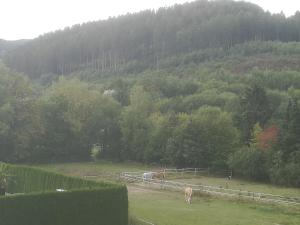 dos caballos pastando en un campo frente a una montaña en Ferienwohnung Grothoff en Olsberg