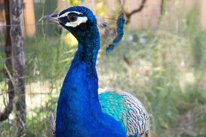 Galeriebild der Unterkunft Pensiunea Maria-Mihaela in Bumbesti Pitic