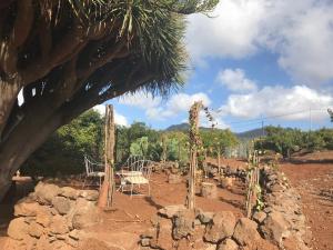 un tavolo e sedie in un campo alberato di Finca El Vergel Rural a Tegueste