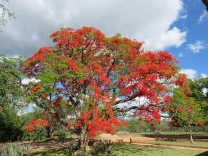 Giardino di Kruger View Tree House