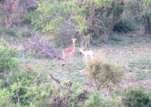 Altri animali domestici presso lo chalet o nei dintorni