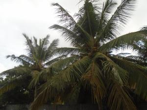 two palm trees standing next to each other at El Shaddai in Mannar +6 photos