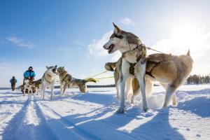 Wilderness Hotel Muotka & Igloos tesisine ait veya konuklarla konuklayan evcil hayvanlar