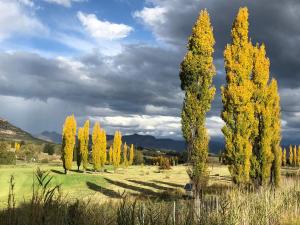 a group of trees with yellow leaves in a field at Birchwood A & B @ Clarens in Clarens