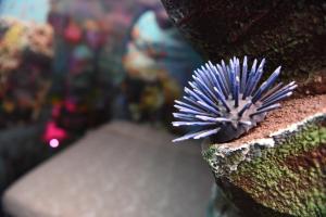 Fotografie z fotogalerie ubytování MagicSuite Guest House Roma Portuense v Římě + 20 fotografií