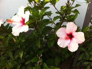 Ogród w obiekcie Bungalow La Datura