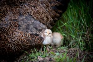 a baby bird standing in the cover of a turkey at Ferienwohnung Spie in Sarkwitz