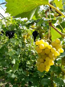 banda winogron wiszących na drzewie w obiekcie Agroturystyka Lulkowo w mieście Lulkowo