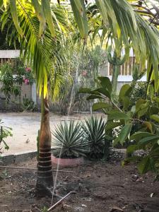 a palm tree with a net around it in a garden at Pousadinha Mangabeiras Familia e Grupos in Guriri