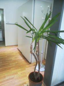 una planta en una olla en una habitación en Zentral gelegene Wohnung in Velbert-Mitte en Velbert